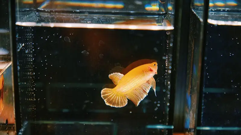 Betta Sorority